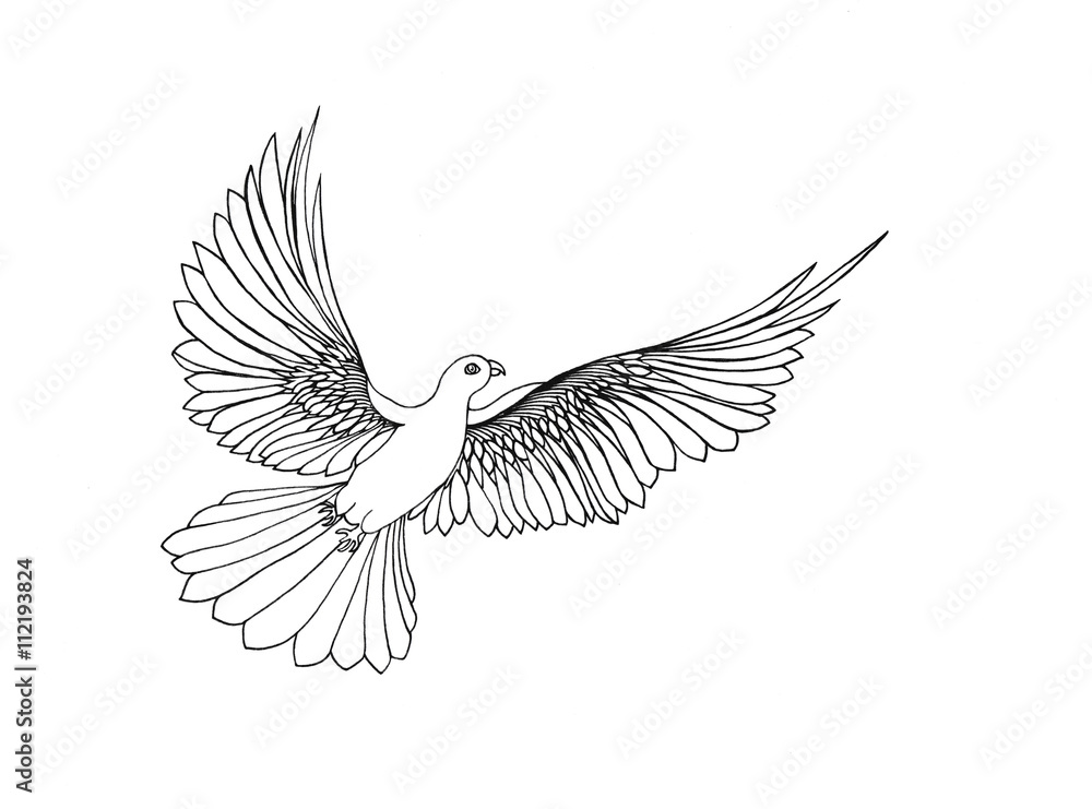 Obraz premium Dove in free flight. Isolated on white background. Drawn by hand