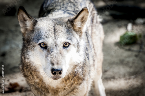 Portrait de loup