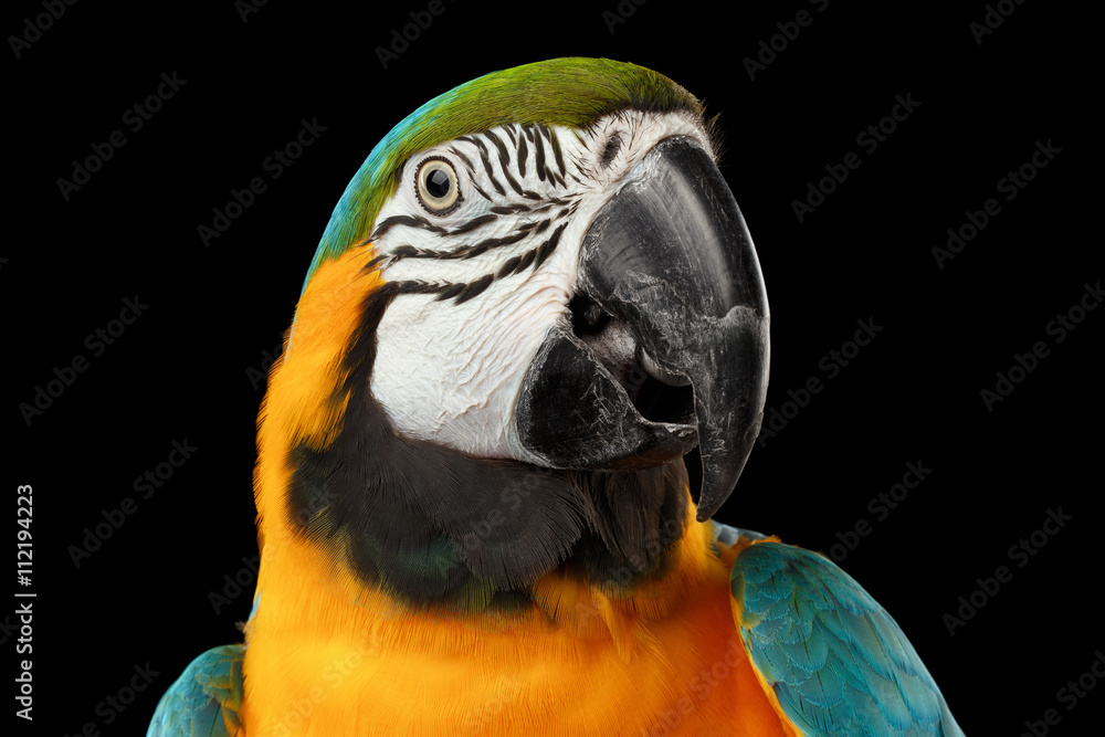 Naklejka premium Closeup Portrait of a Blue and Yellow Macaw Parrot Face Isolated on Black Background