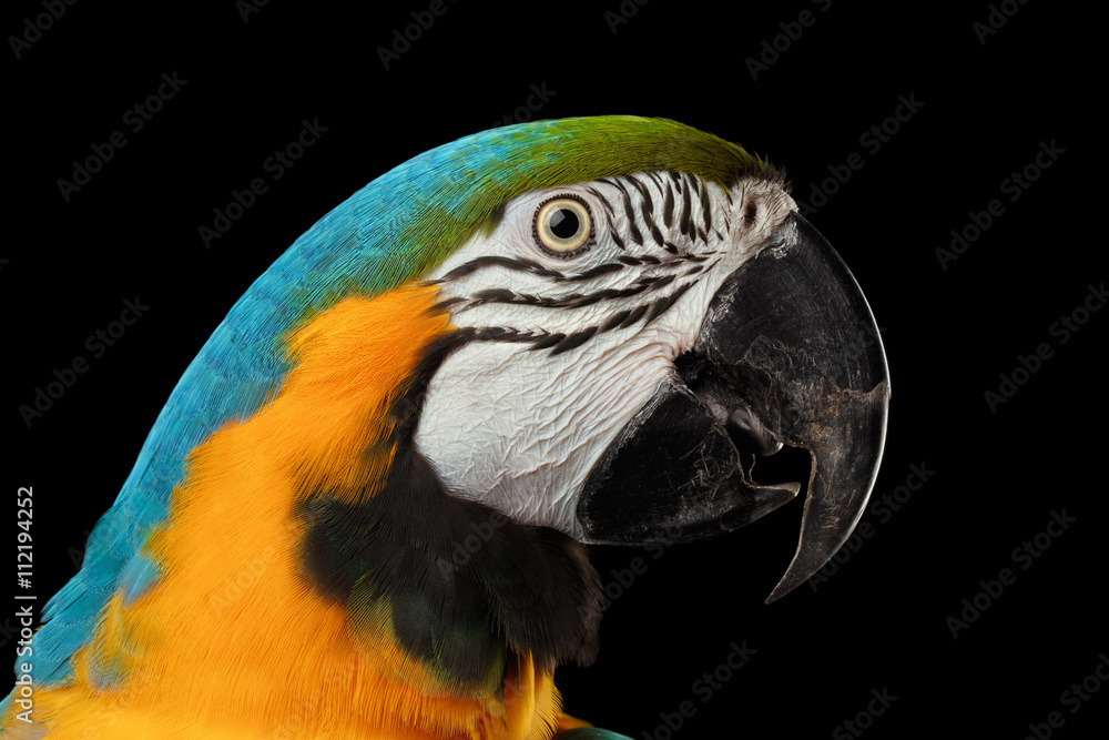 Obraz premium Closeup Portrait of a Blue and Yellow Macaw Parrot Face Isolated on Black Background