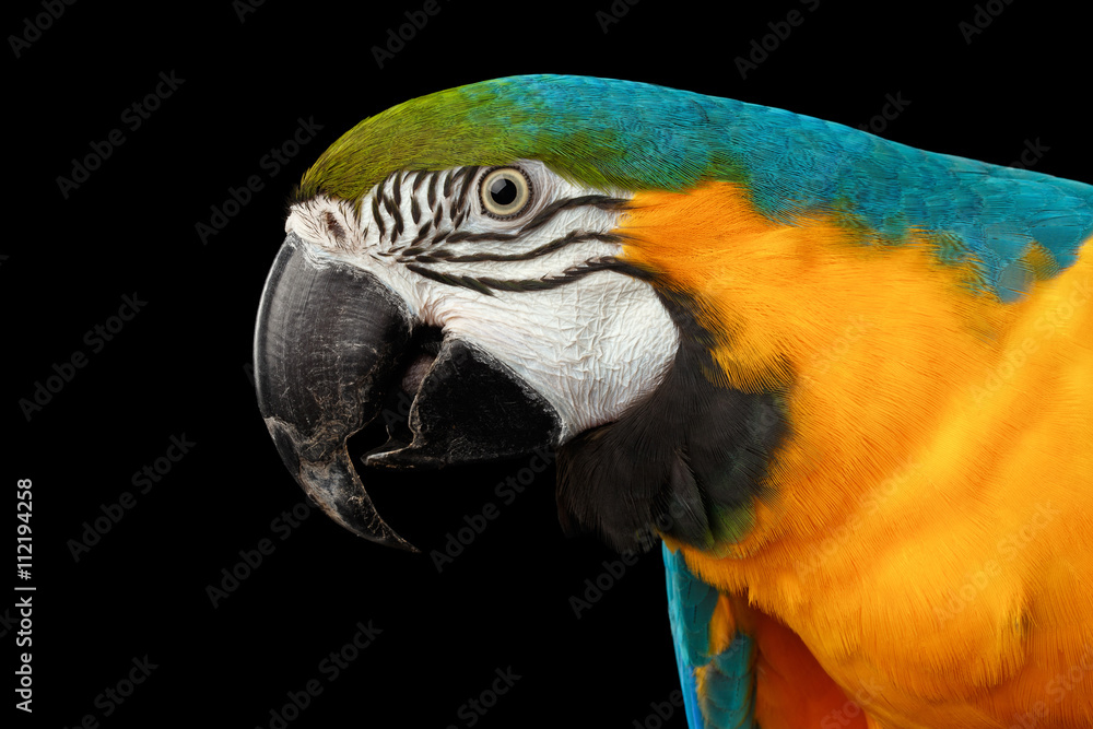 Fototapeta premium Closeup Portrait of a Blue and Yellow Macaw Parrot Face Isolated on Black Background