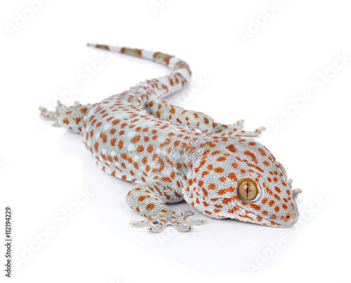 Gecko isolated on white background