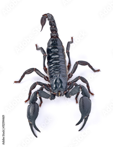 Emperor Scorpion on white background
