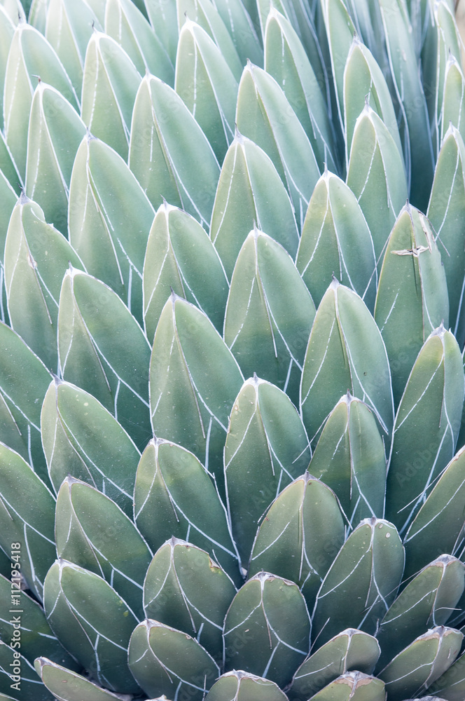 Fototapeta premium Agave victoriae-reginae en los jardines de Costa i Llobera, Barcelona