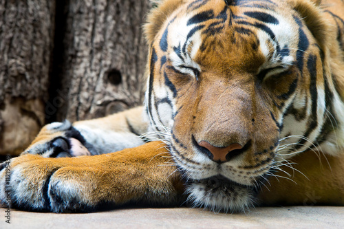 portret-spiacego-tygrysa