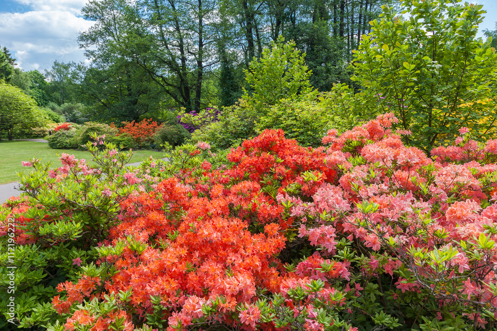 Rhododendron bushes on spring garden landscape