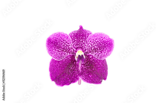 Purple orchid flowers with drop water on white background