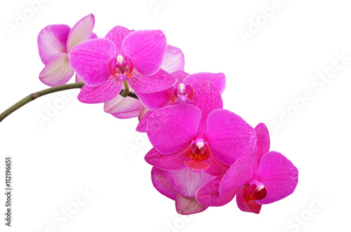 Fototapeta Naklejka Na Ścianę i Meble -  Pink orchid flower