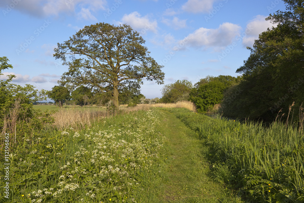 canal towpath with wildflowers