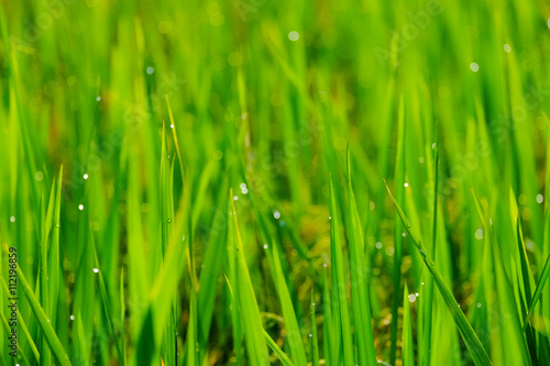 Natural green background.