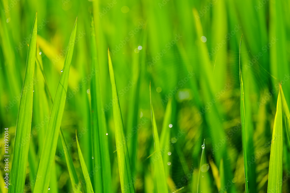 Natural green background. Natural green background.