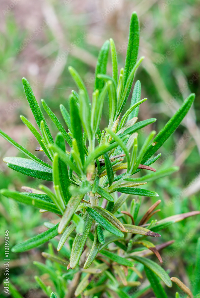 Fototapeta premium Rosmarin