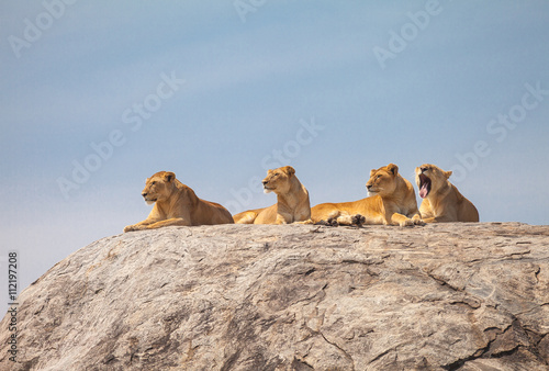 Fototapeta Naklejka Na Ścianę i Meble -  Lion family