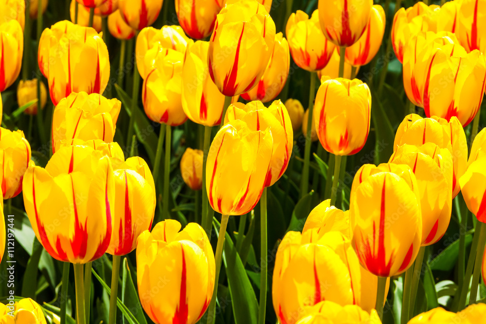 Tulip field in Keukenhof Gardens, Lisse, Netherlands Tulip field in Keukenhof Gardens, Lisse, Netherlands