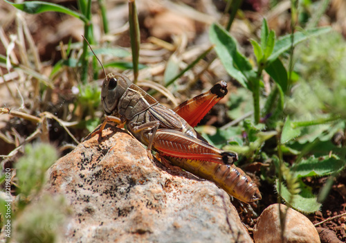 female grasshopper sitting on a large stone.