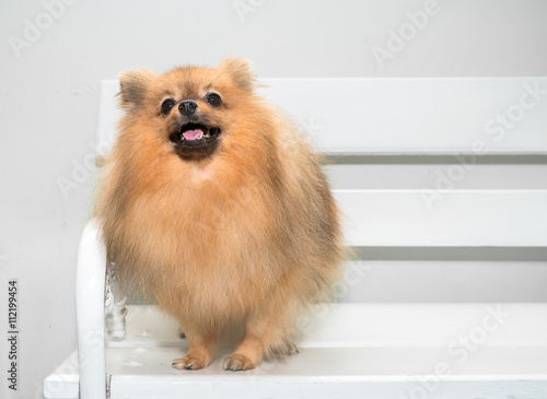 German Pomeranian Spitz dog 