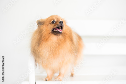 German Pomeranian Spitz dog 