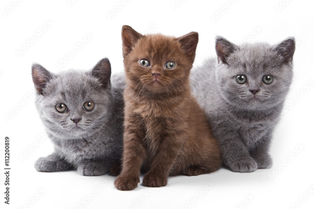 Several kittens lying and looking at the camera (isolated on white) Several kittens lying and looking at the camera (isolated on white)