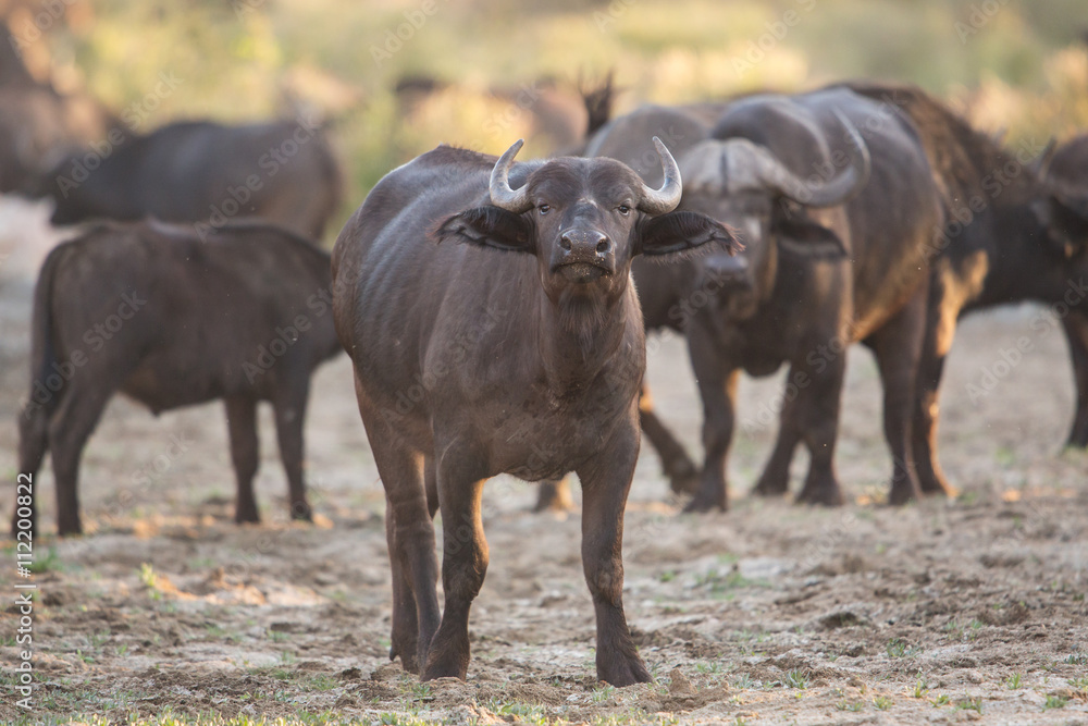 African buffalo (Syncerus caffer), Kruger Park, south Africa African buffalo (Syncerus caffer), Kruger Park, south Africa