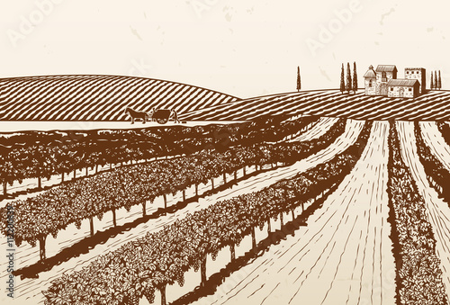Hand drawn vineyard, vector