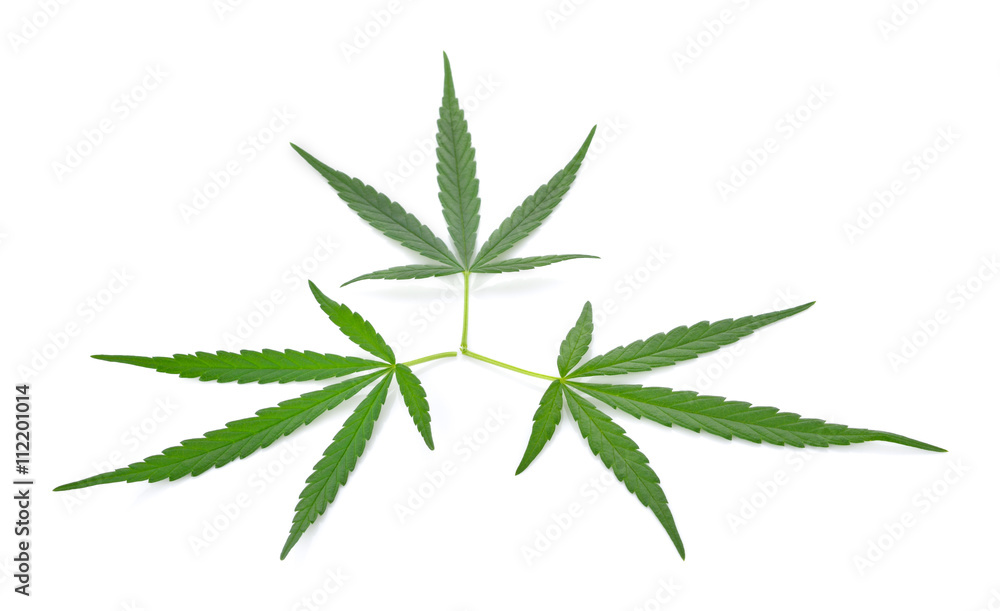 cannabis leaves on white background cannabis leaves on white background