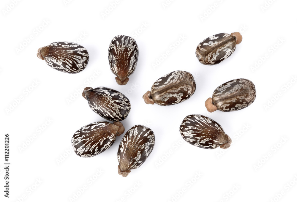 Castor beans on white background Castor beans on white background