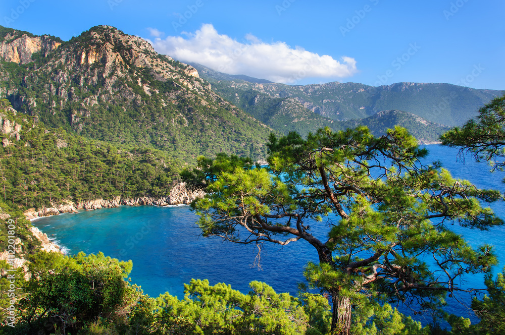 Pine trees on the southern coast of Turkey.