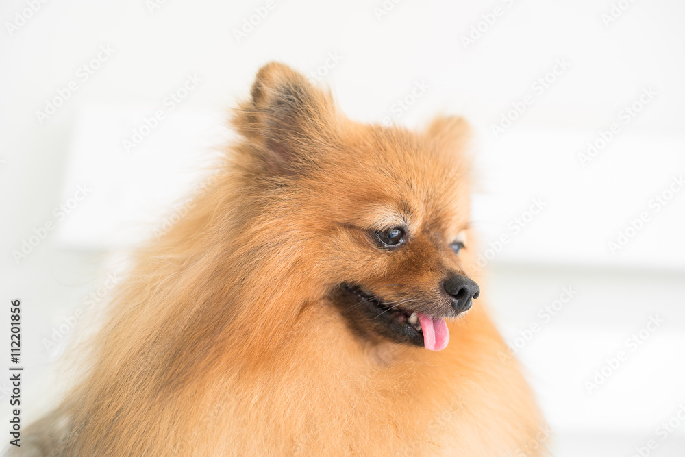 funny and fluffy pomeranian sitting on a chair funny and fluffy pomeranian sitting on a chair