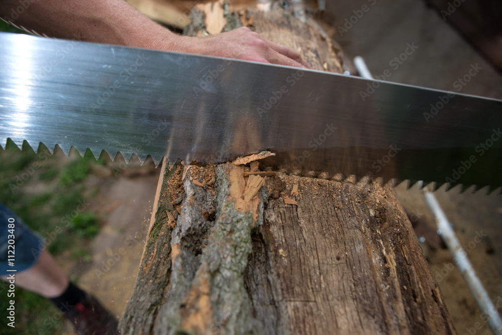 cutting trees for firewood, hand saw cutting
cutting trees for firewood, hand saw cutting