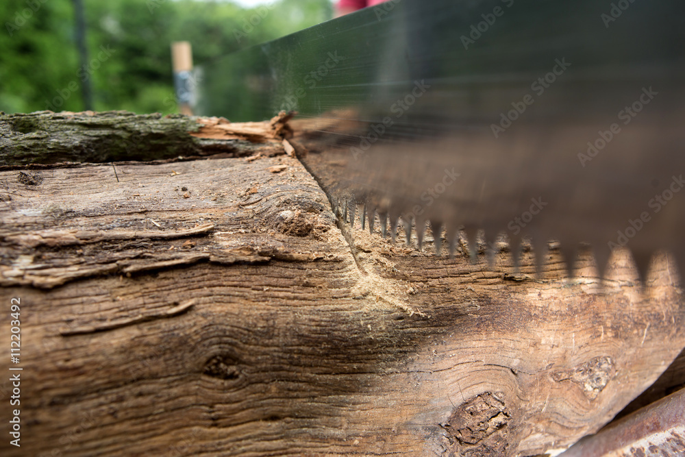 cutting trees for firewood, hand saw cutting
cutting trees for firewood, hand saw cutting