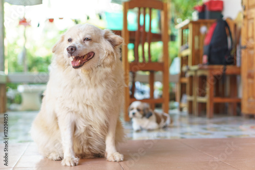 Fatty Thai dog