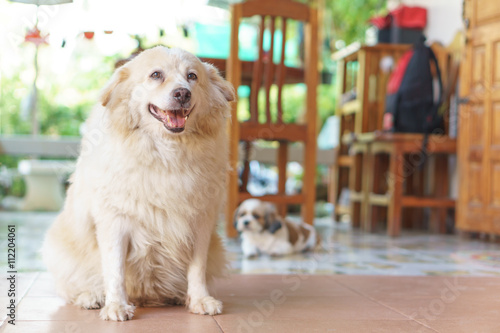 Fototapeta Naklejka Na Ścianę i Meble -  Fatty Thai dog