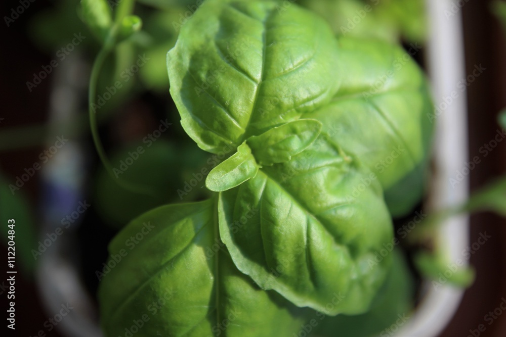 fresh basil leaves background fresh basil leaves background