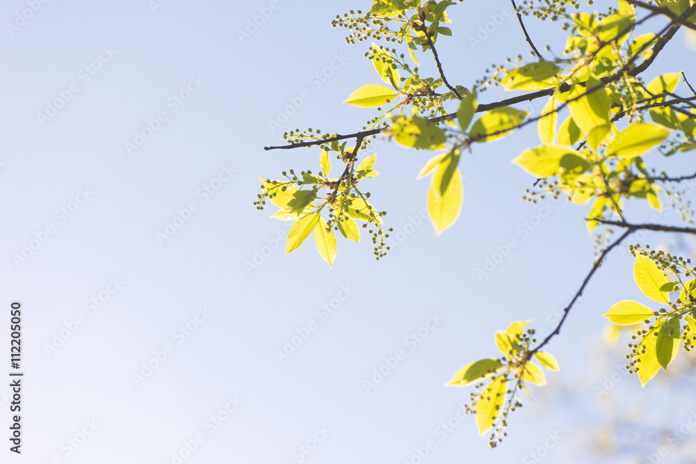 Nature in spring. Tree with fresh leaves and blue sky. Vibrant colorful nature detail. Concept of springtime, growth and vitality. Nature in spring. Tree with fresh leaves and blue sky. Vibrant colorful nature detail. Concept of springtime, growth and vitality.