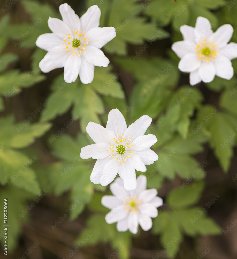 Obraz premium Wood anemones in forest, white springtime flowers. Close-up of nature detail. Concept of new life, wonders of nature, growth and vitality.