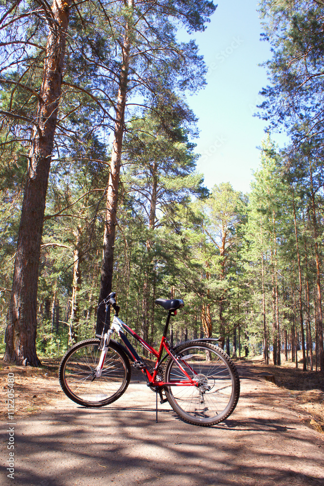 The bike in the Park on the track. The bike in the pine forest. Red and black bike in the Park  
