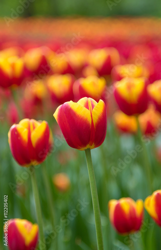 Orange-red tulip on multicolored tulips flower in blossom background