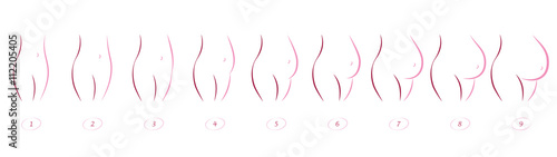 Pregnancy stages - sequence of belly growth in nine months - outline icon illustration on white background.