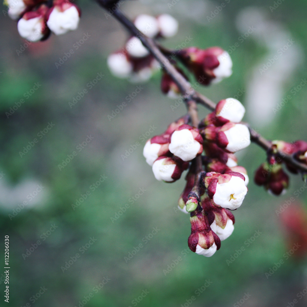 White plum buds. Blooming. Spring season.
