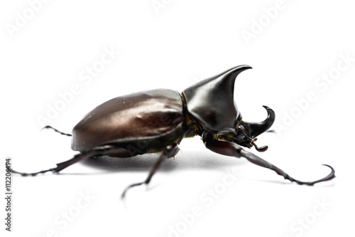 Male Rhinoceros beetle © bonnontawat