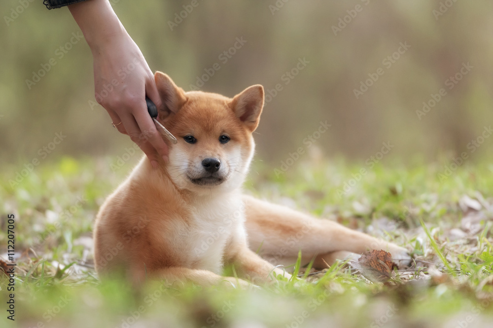 Beautiful Young Red Shiba Inu Puppy Dog Beautiful Young Red Shiba Inu Puppy Dog