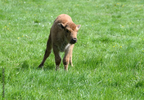 so alone, cute buffalo calf in the gras