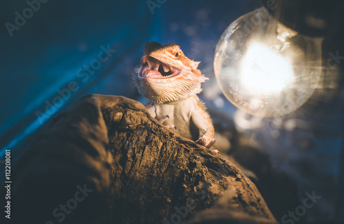 Hungry happy pet lizard 