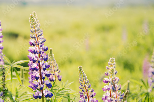 Blooming lupins flowers with copy space