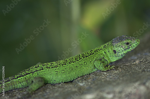 Green lizard on the stone background