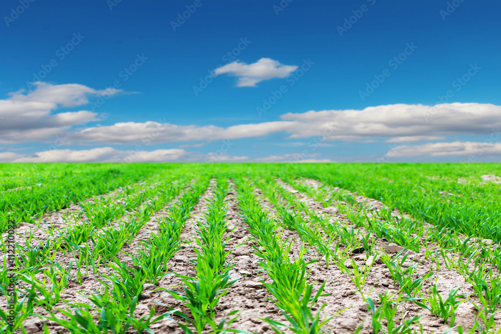 Green shoots of wheat against the blue sky