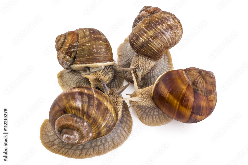 Four garden snails (Helix aspersa) isolated on white background. Teamwork concept