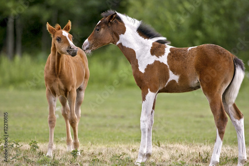 Cute chestnut and Paint Foals at pasture greeting each 