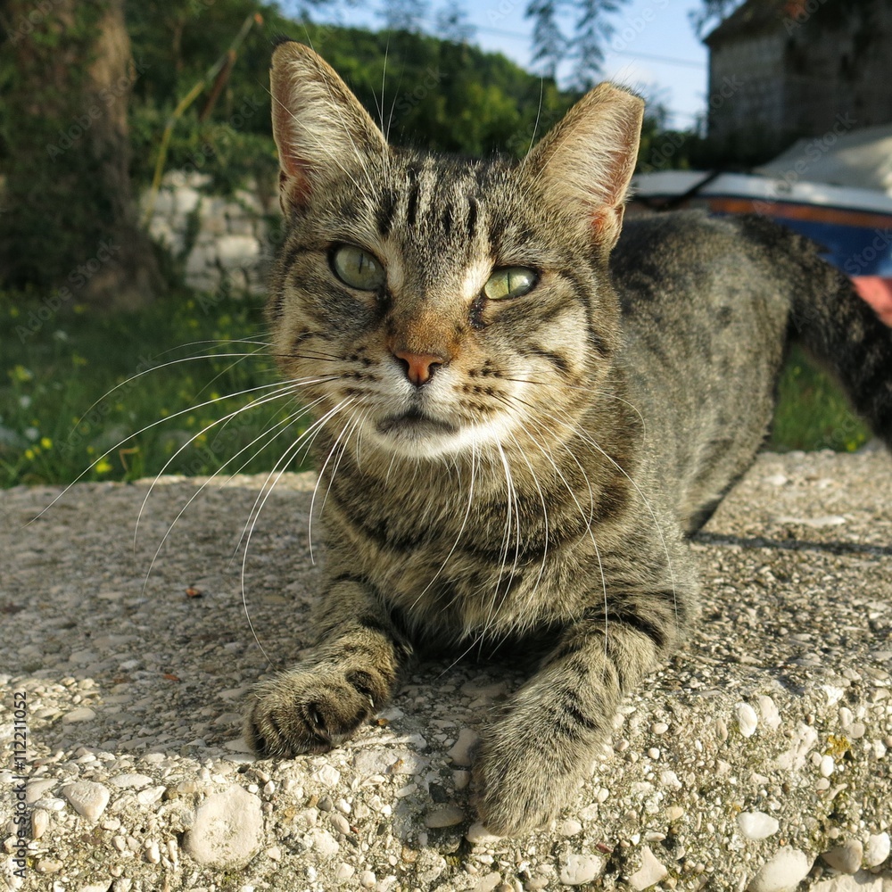 curious grey tabby cat on a stone wall