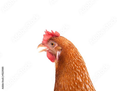 close up portrait full body of brown female eggs hen standing sh